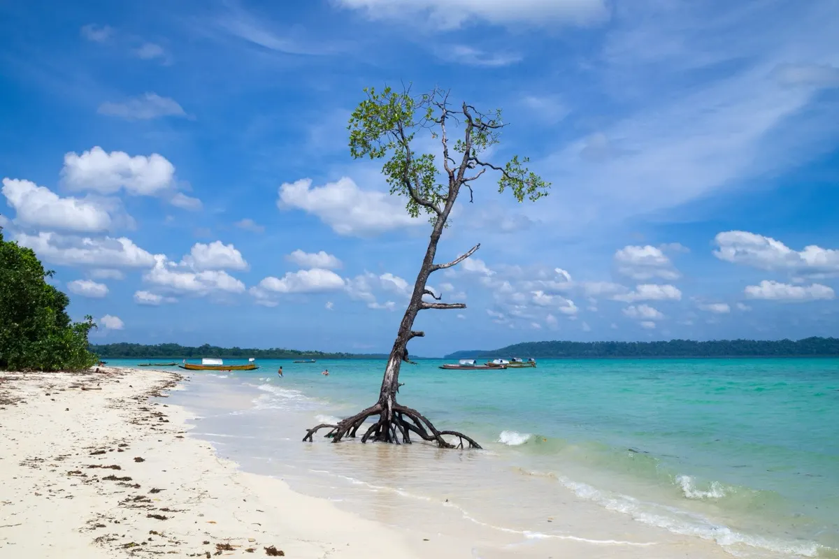 Andaman – mangrove tree on the beach, Havelock Island