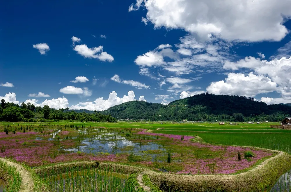 Ziro Valley rice fields in summer, Arunachal Pradesh