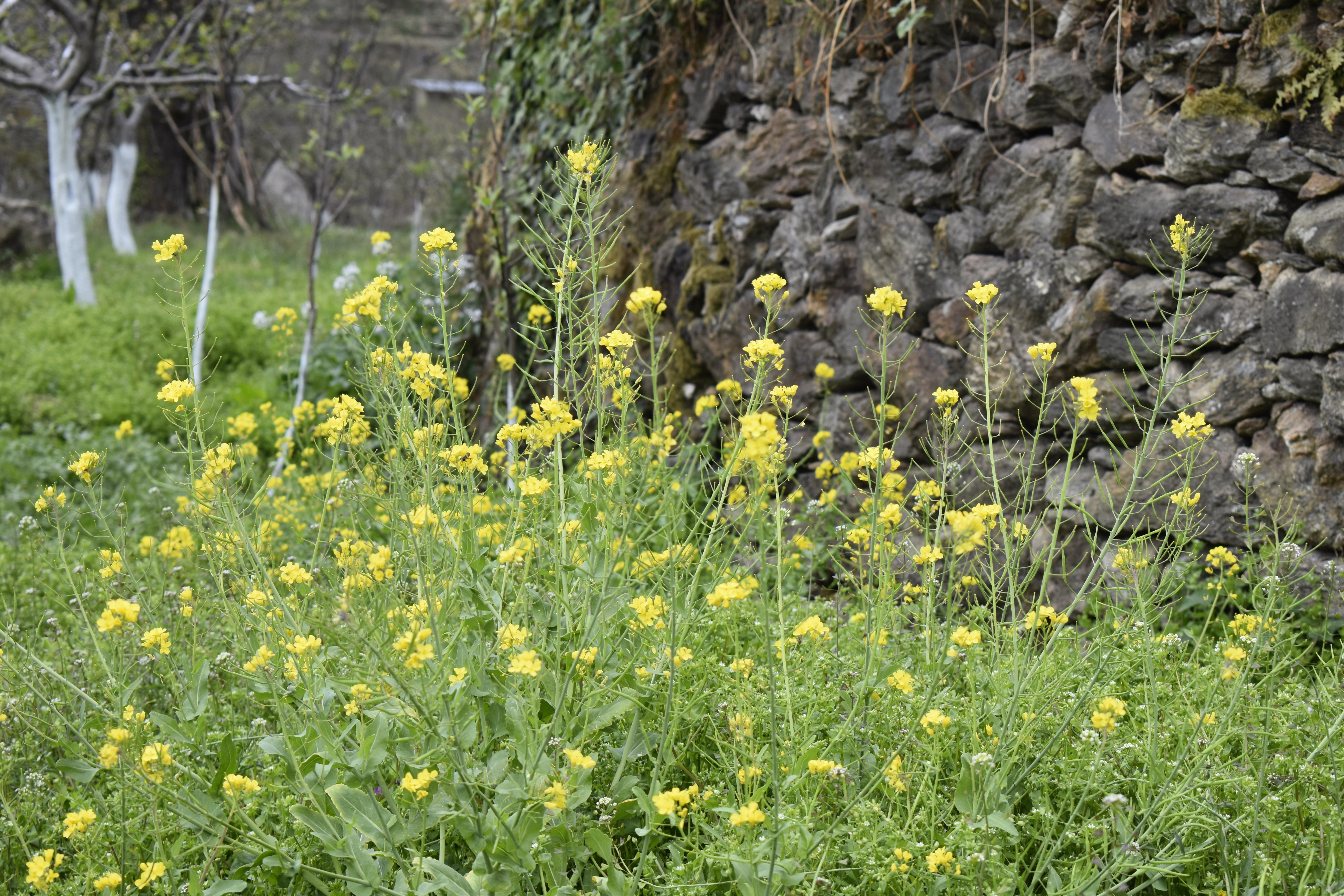 Village life in the hidden hamlets of Shimla