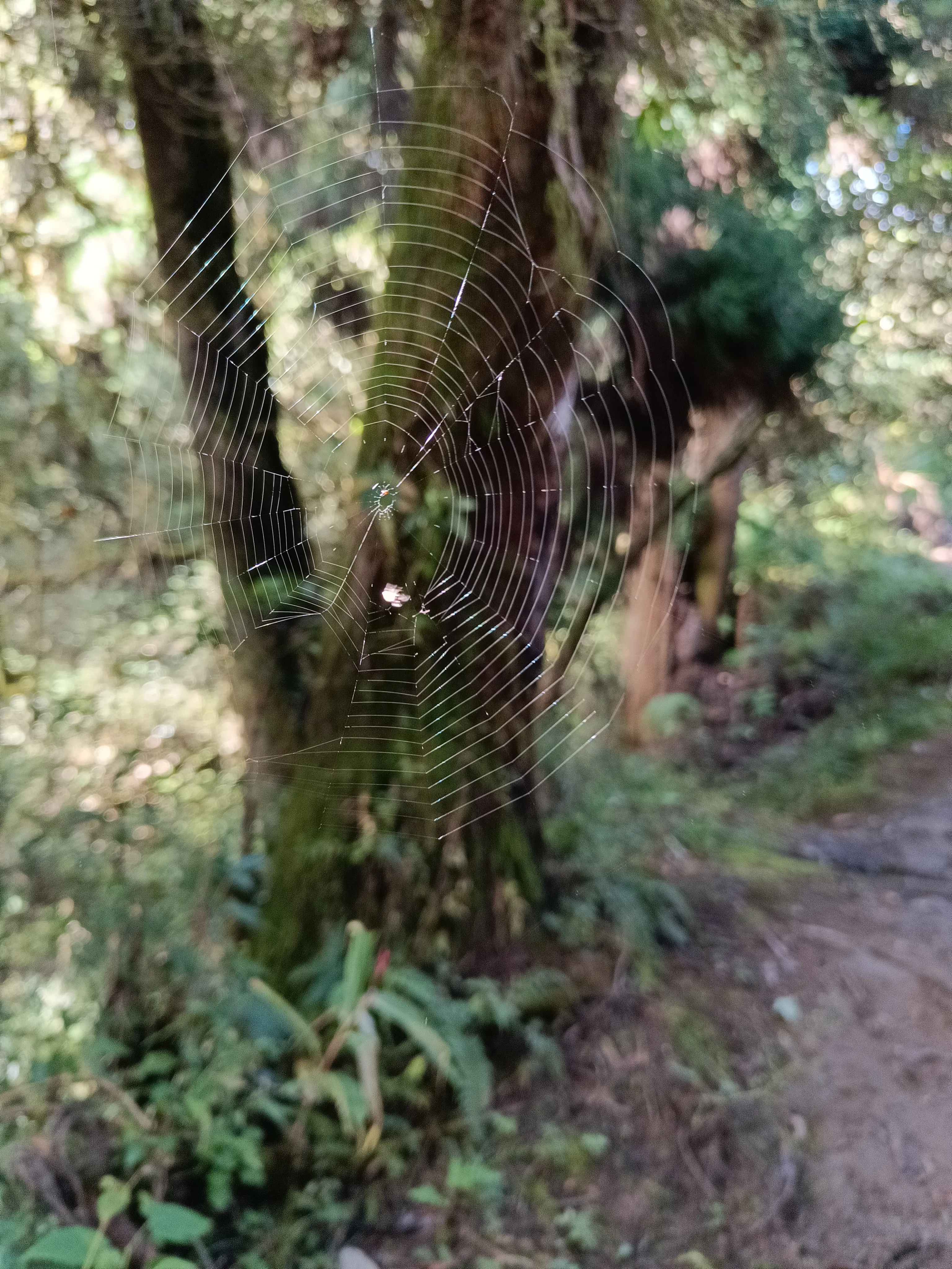 West Bengal – foothills