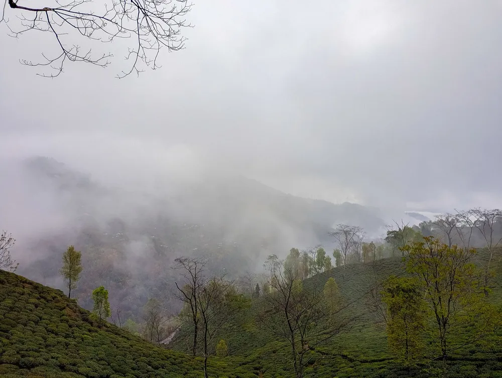Misty tea garden slopes at Namring, Darjeeling, West Bengal